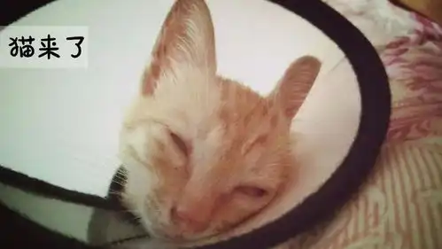 中华田园猫到底有多丑