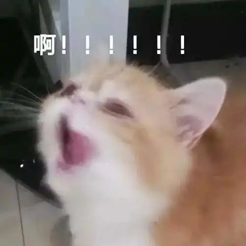 警惕,养猫容易让人精神崩溃每日搞笑段子