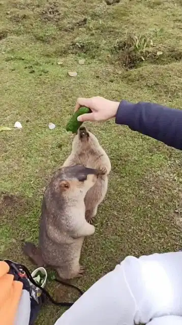 用黄瓜投喂土拨鼠,什么东西都吃的小吃货太可爱了
