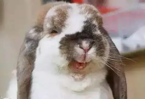 超级搞笑照片刚看到第二张就笑的受不了