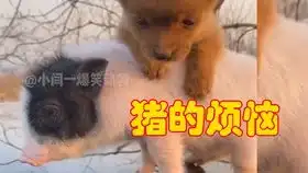 爆笑动物老鼠给猫送外卖打一歇后语