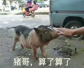 算了算了表情包最新版