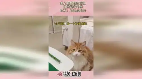 主人和猫咪打麻将,直接没有对手,网友都是小趴菜