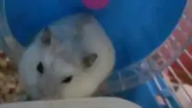 勺勺懒腰集锦和牙通牙