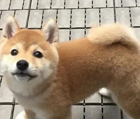 柴犬是什么绝世小可爱小时候可爱是真的,还养什么柯pink柴吧