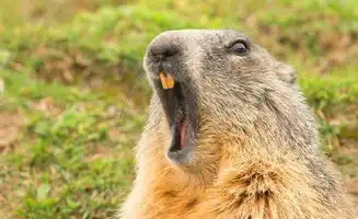 测试一个超长简介的文章
