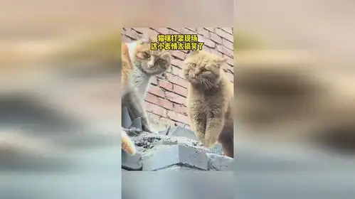 猫咪打架现场,这小表情太搞笑了