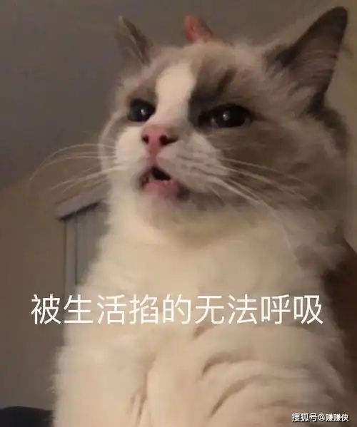 搞笑表情包图片真快乐,爽到了