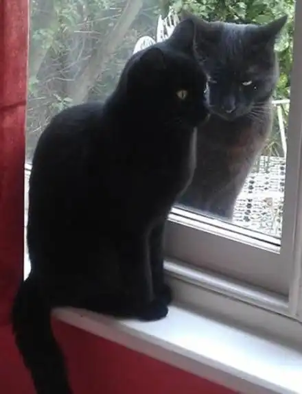 家里的猫撕坏了沙发当然是原谅它啊,不然还能打还是咋的