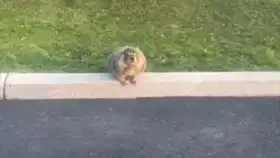 万圣节cat猫带大家看鬼屋免费拿糖果