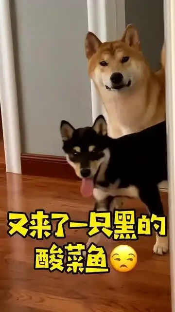 拉个粑粑还有左右护卫,搞得铲屎的都便秘了,没办法啊
