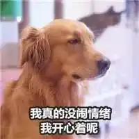你为什么这么努力因为我家狗子超能花钱